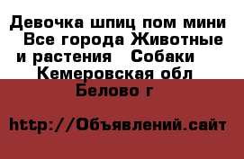 Девочка шпиц пом мини - Все города Животные и растения » Собаки   . Кемеровская обл.,Белово г.